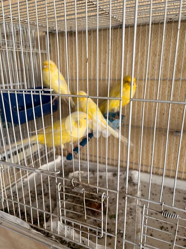 كناري نوع لونغ شاير 1