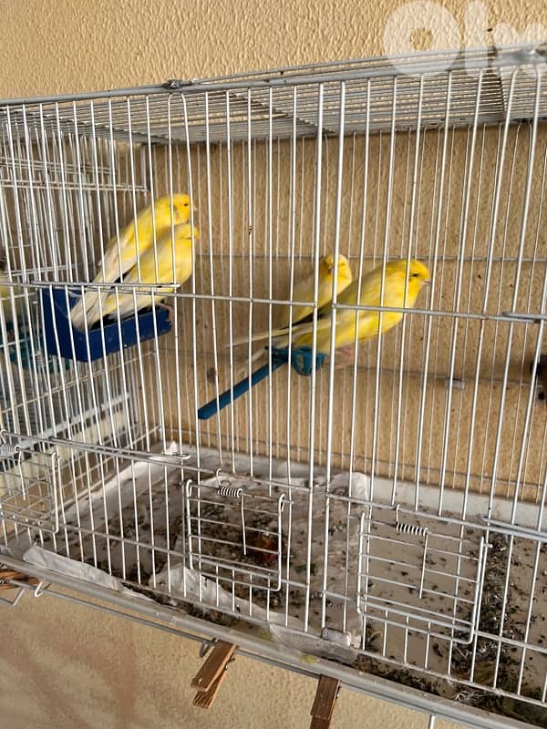 كناري نوع لونغ شاير 2