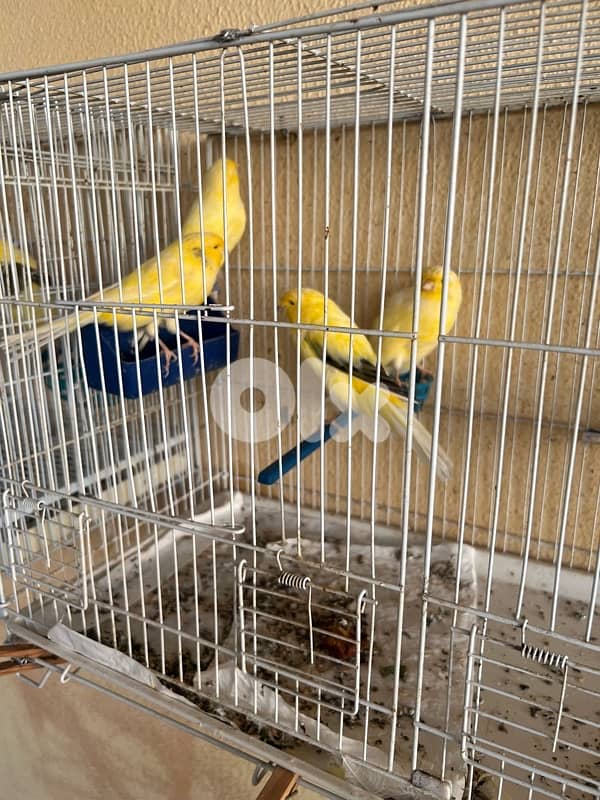 كناري نوع لونغ شاير 3