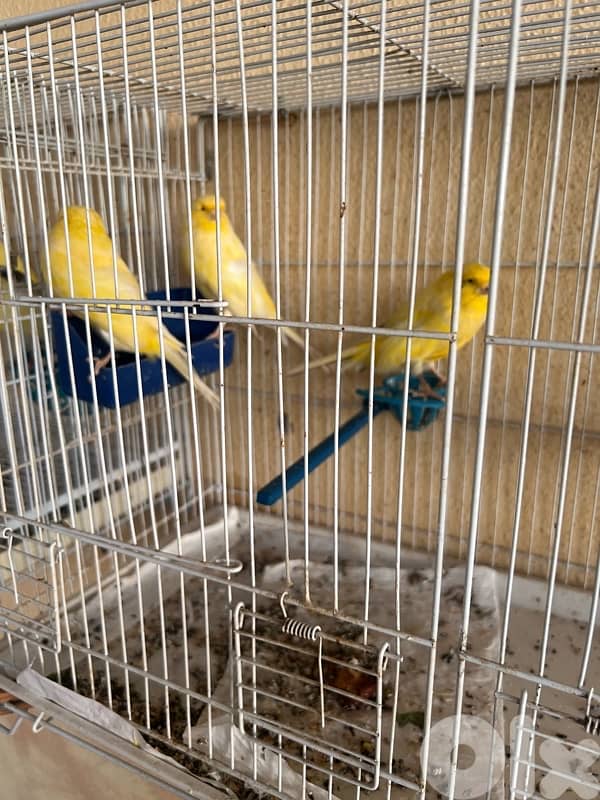 كناري نوع لونغ شاير 4