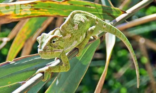 chameleon