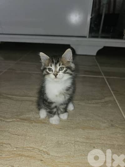 Himalayan x