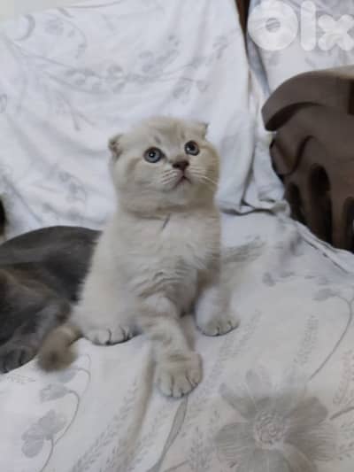 Scottish kitten