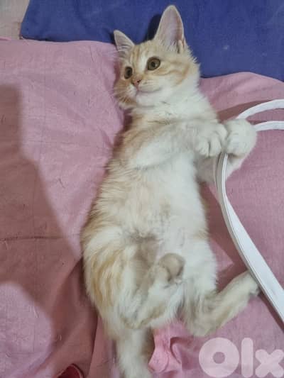 Female kitten for adoption للتبني