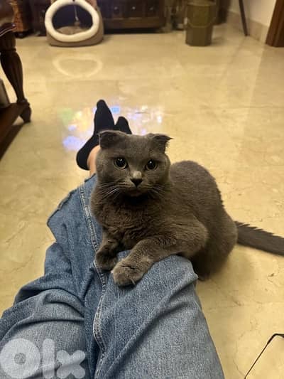 Adoption - Scottish Fold