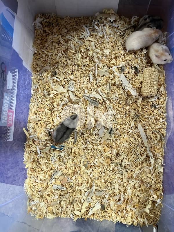 dwarf hamster هامستر الروسي 1