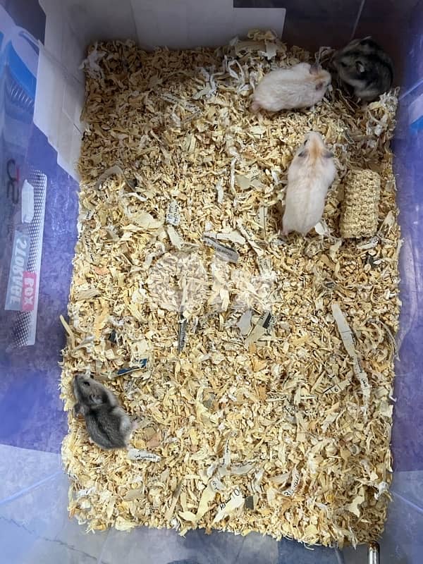 dwarf hamster هامستر الروسي 2
