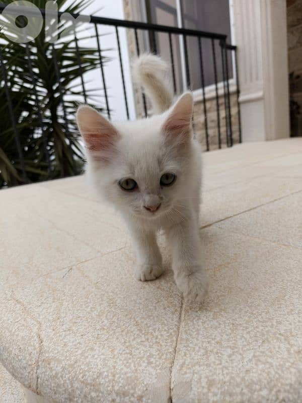 White deaf kitten for adoption 0