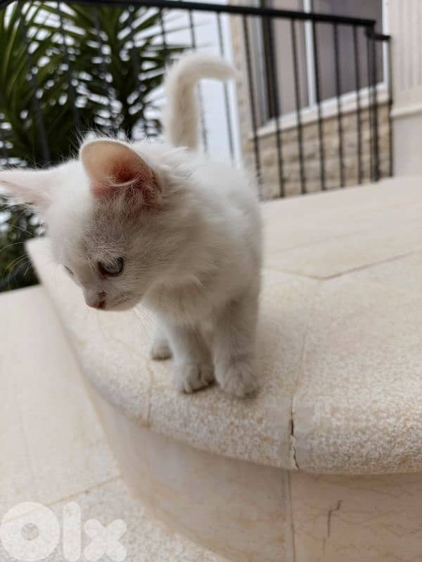 White deaf kitten for adoption 1
