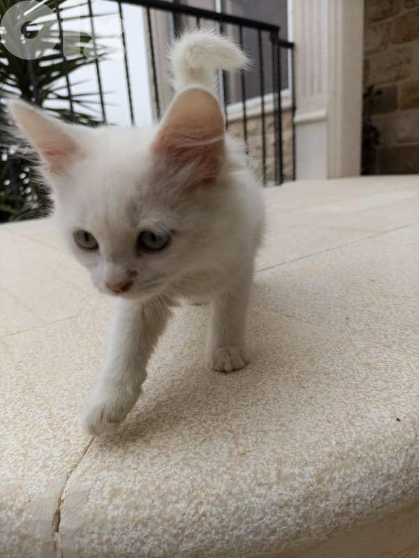 White deaf kitten for adoption 2