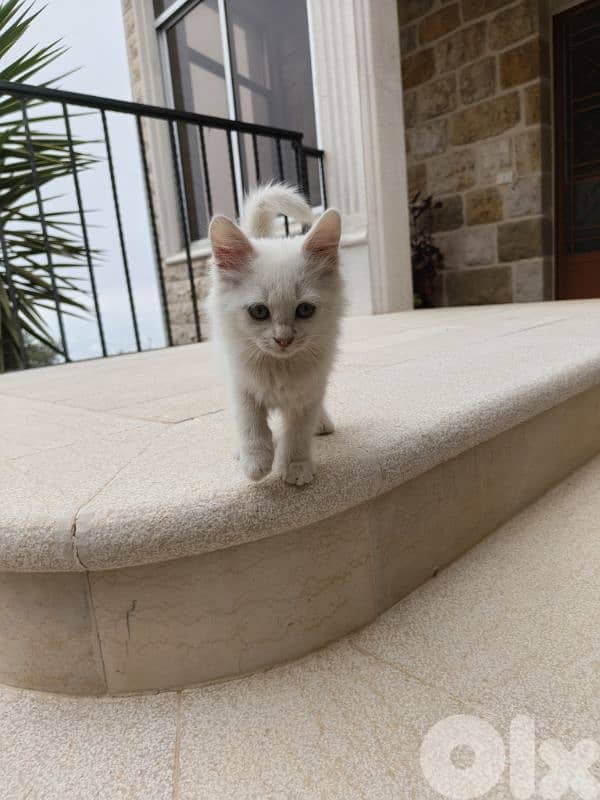 White deaf kitten for adoption 3
