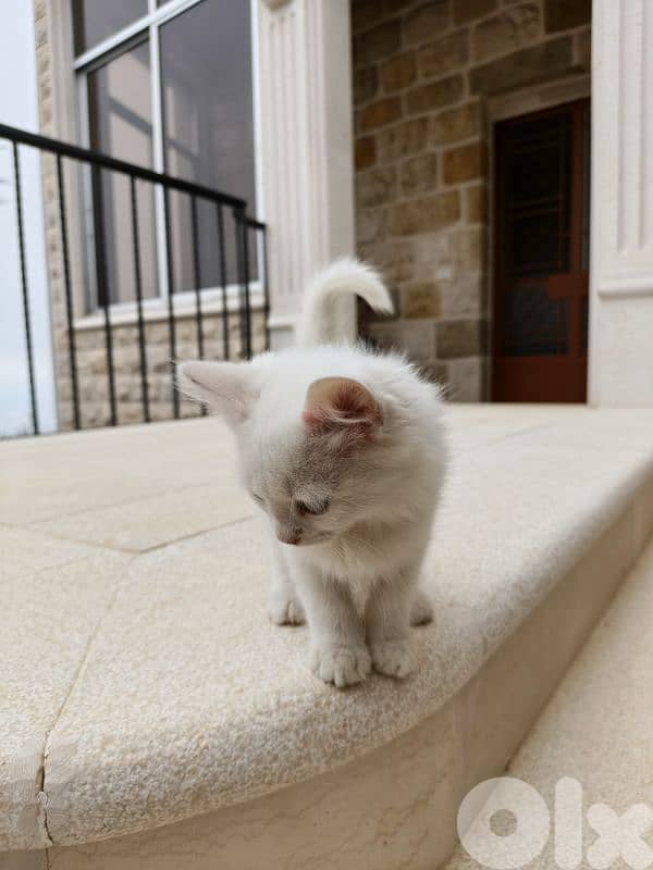 White deaf kitten for adoption 4