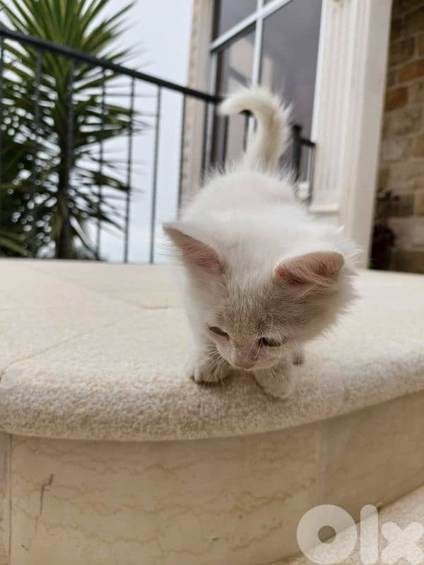 White deaf kitten for adoption 5