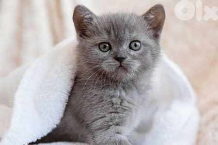 Adorable 2-Month-Old Black & Grey British Kittens