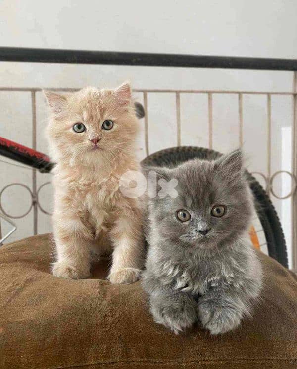 Adorable 2-Month-Old Black & Grey British Kittens 1
