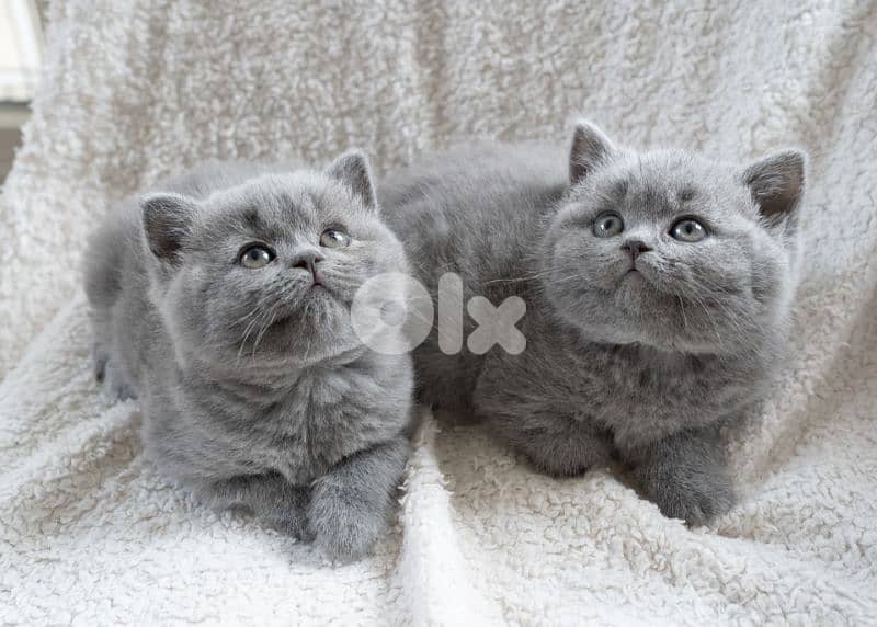 Adorable 2-Month-Old Black & Grey British Kittens 2