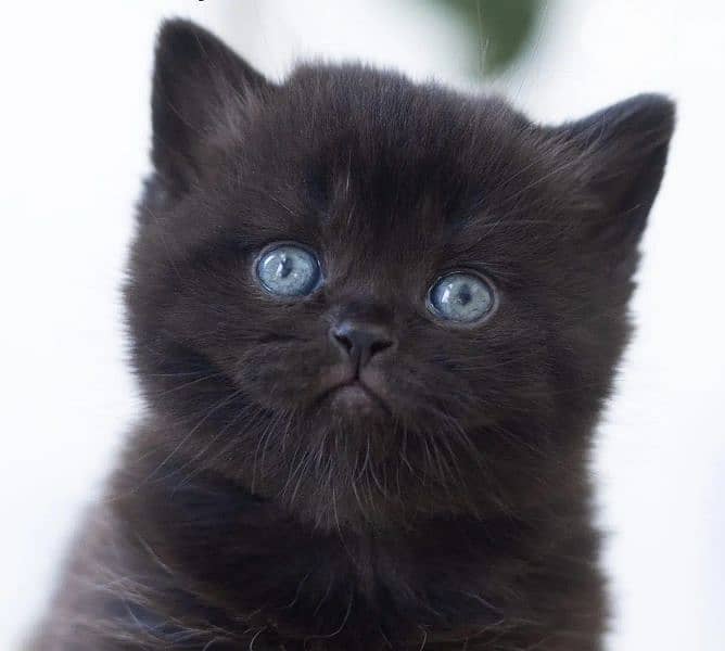 Adorable 2-Month-Old Black & Grey British Kittens 3