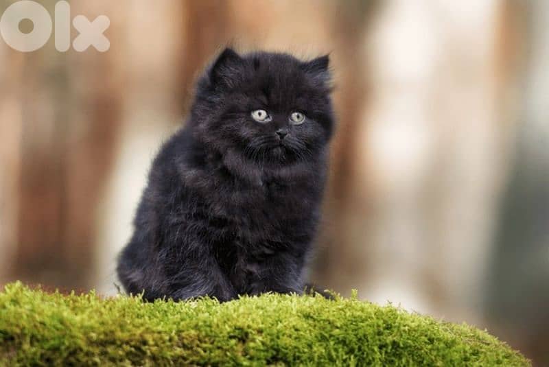 Adorable 2-Month-Old Black & Grey British Kittens 4
