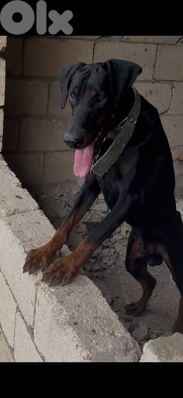 doberman