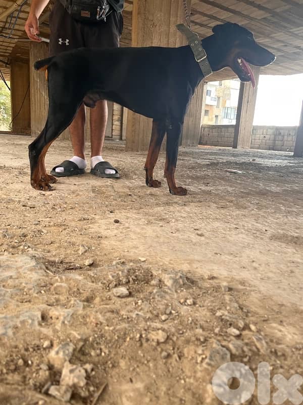 doberman 1