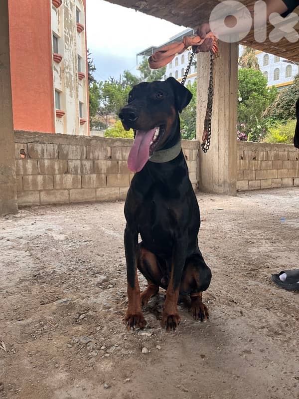 doberman 2