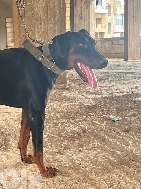 doberman 3