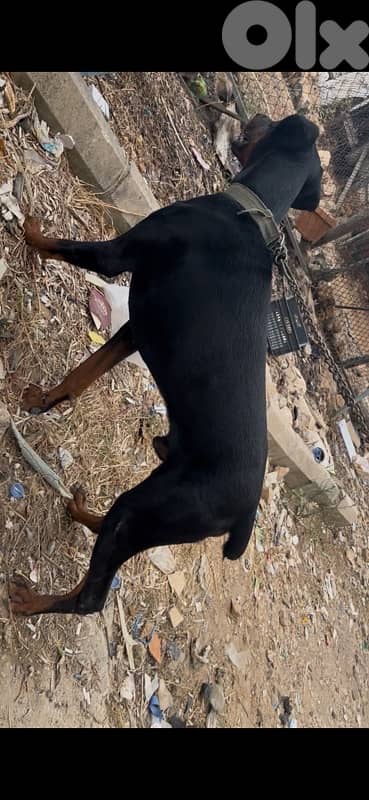 doberman 4