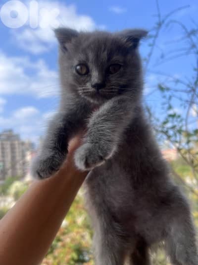 British Kitten
