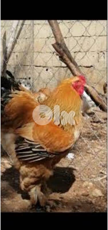 طقم براهما اصفر طوق اسود ديك وجاجتين صحه ذهب