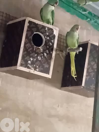 ببغاء درة للبيع