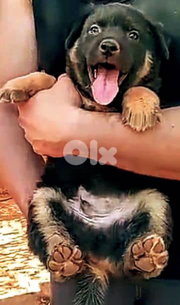 German Shepherd puppy / 81783237