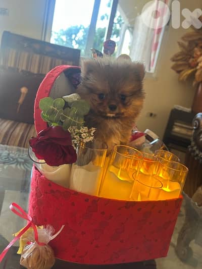pomeranian and yorkshire mini puppy