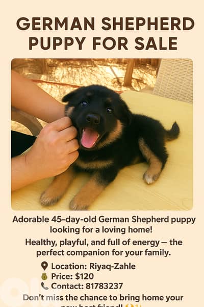 German Shepherd puppy / 81783237