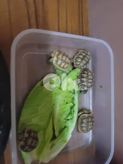 smaller turtle for sale