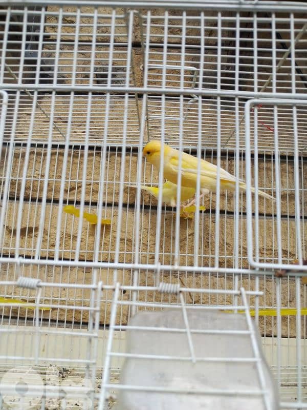 كنارات دهب صحة ممتازة وطالعين نار 1