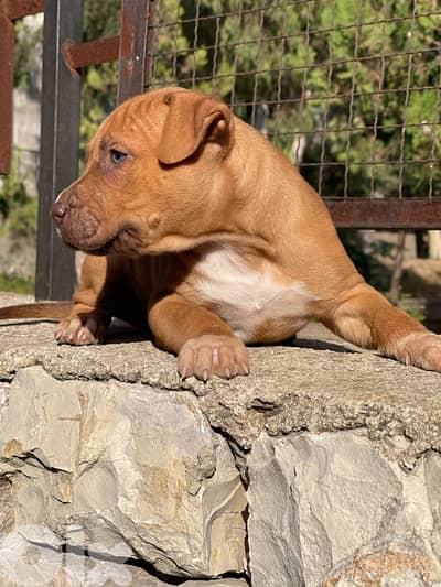 pitbull