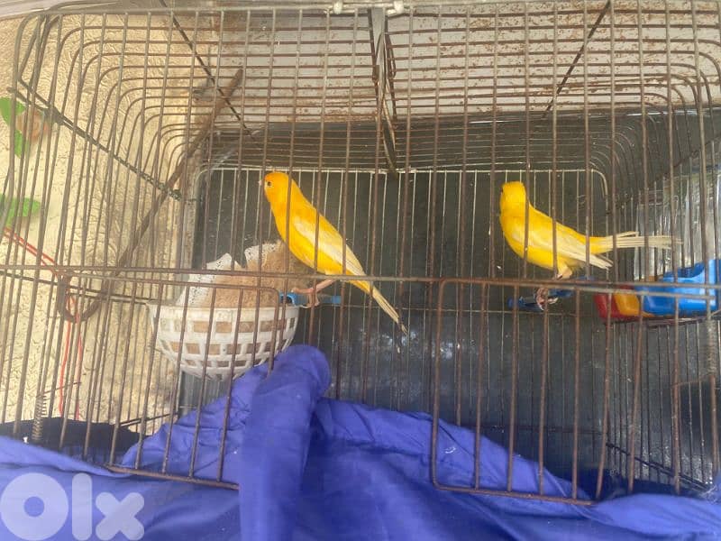 كنارات للبيع 1