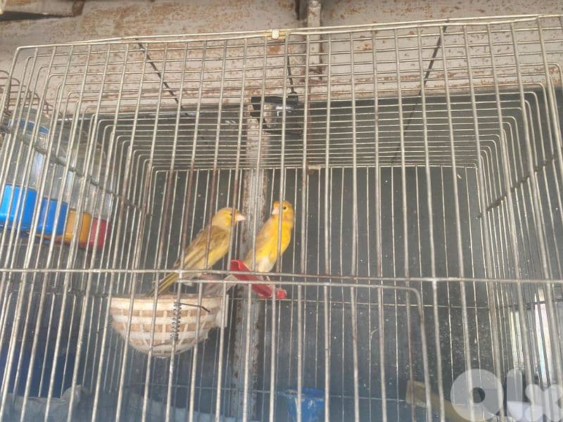 كنارات للبيع 3