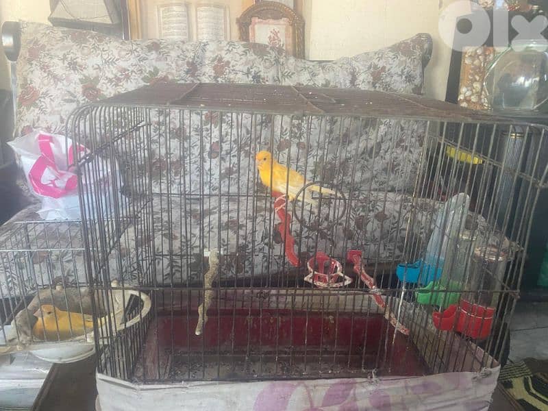 كنارات للبيع 4