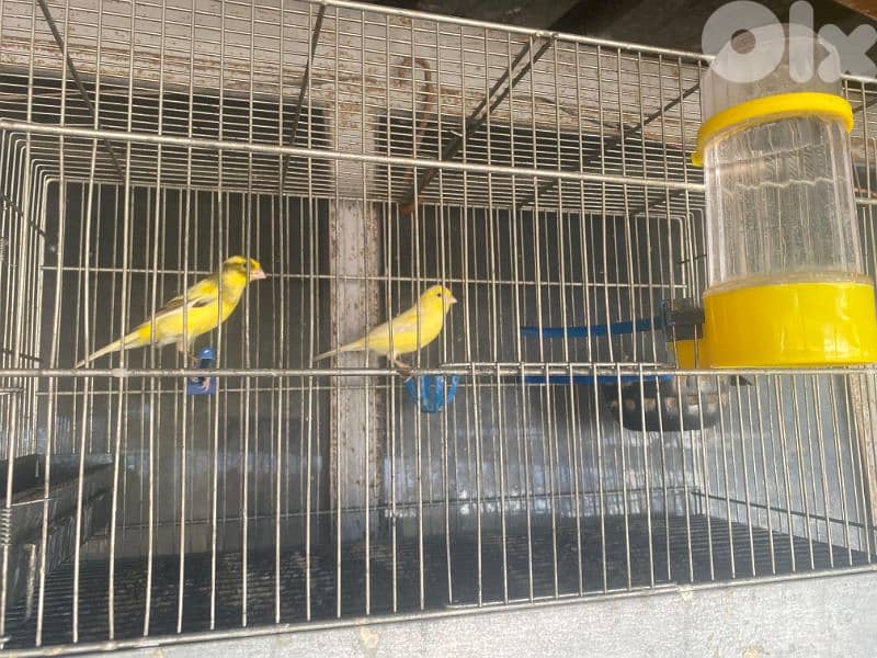 كنارات للبيع 5