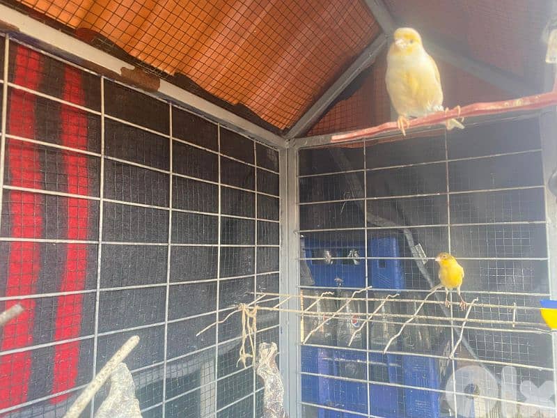 كنارات للبيع 6