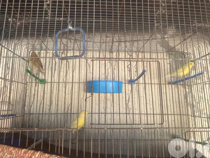 كنارات للبيع 7