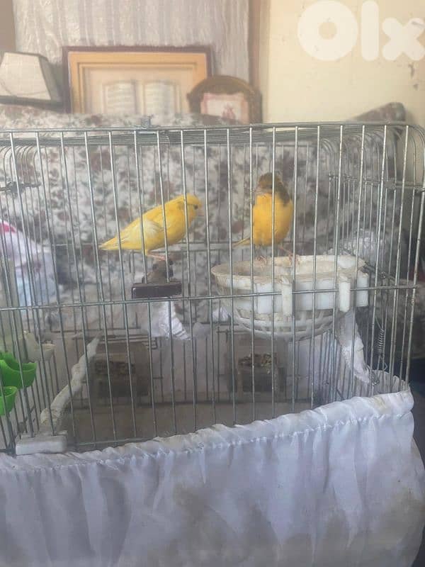 كنارات للبيع 8