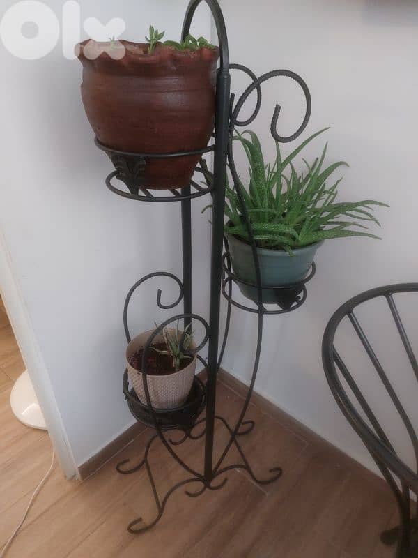 ستاند فرفوجيه مع الزريعه 0