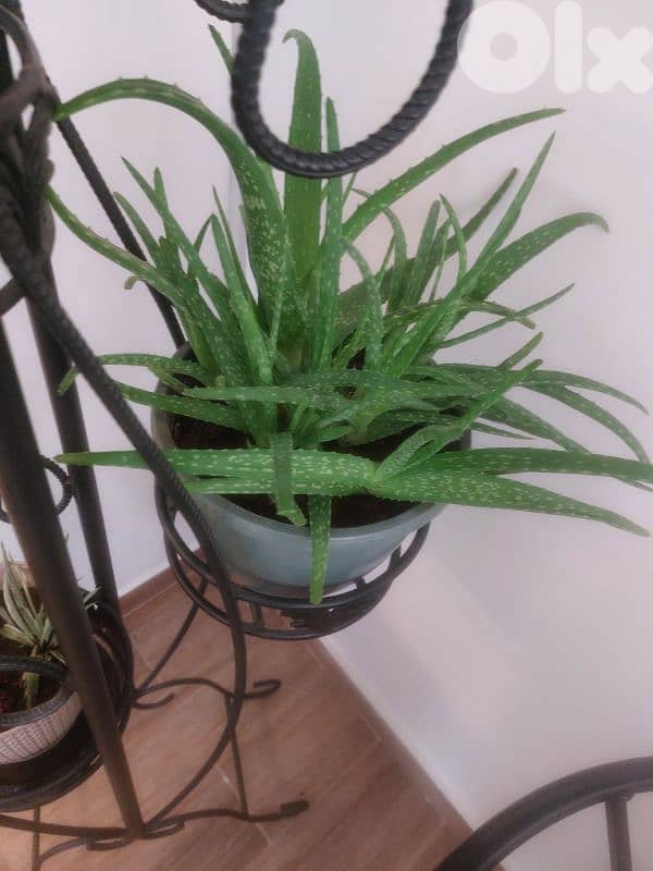 ستاند فرفوجيه مع الزريعه 1