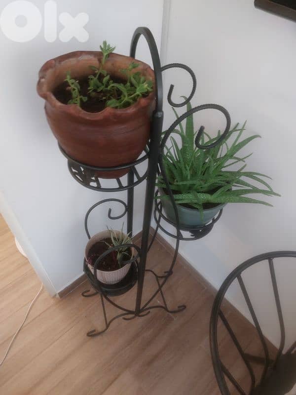 ستاند فرفوجيه مع الزريعه 2