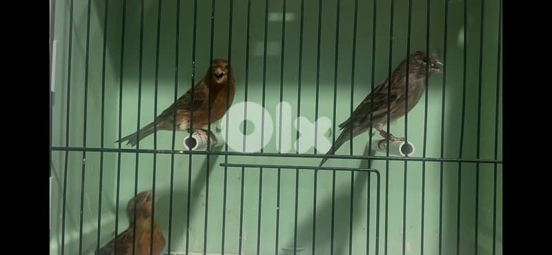 aghat ,, gloster , frisé nord , fiorino mosaic red male 1