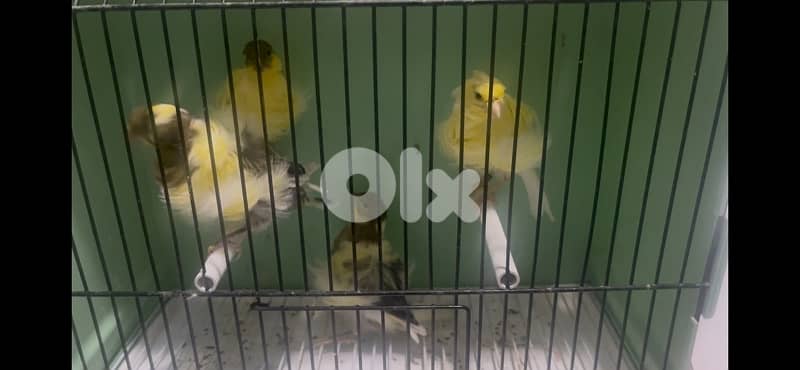 aghat ,, gloster , frisé nord , fiorino mosaic red male 3