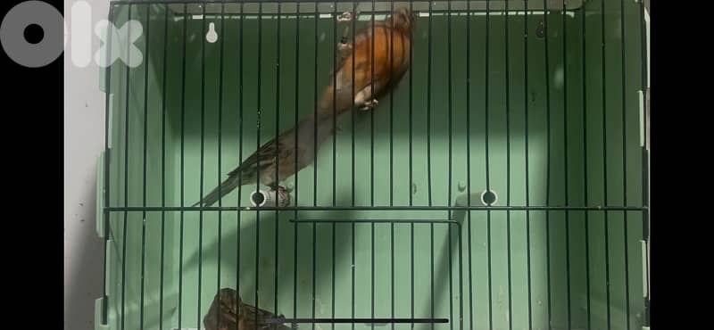 aghat ,, gloster , frisé nord , fiorino mosaic red male 5