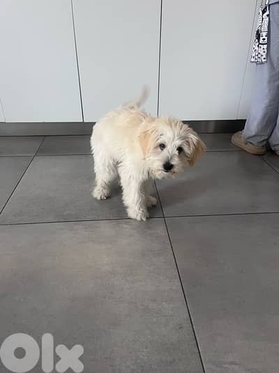 Maltipoo Bichon